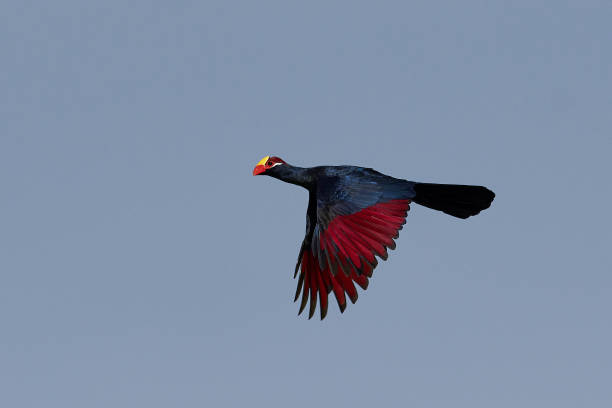 Violet turaco (Musophaga violacea) Violet turaco in flight in its natural habitat in The Gambia violet turaco stock pictures, royalty-free photos & images