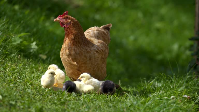 Mother hen and little chicks feed on green bio farm