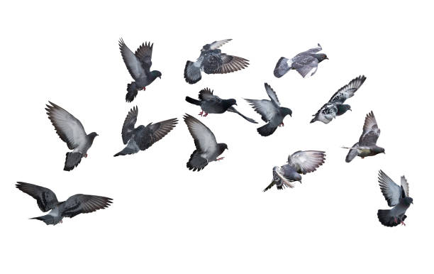 istock isolated on white group of dark grey pigeons 1127945799