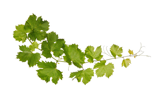Branch of vine leaves isolated on white background