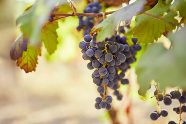 istock Bunch of blue grapes in the vineyard 1127947288