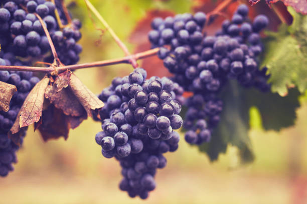 istock Branch of red wine grapes 1127947309