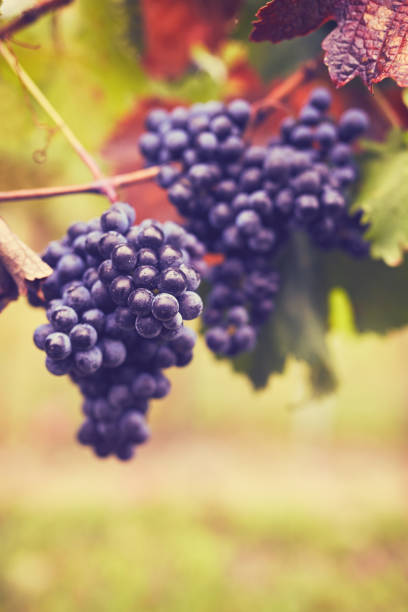 istock Branch of red wine grapes 1127947317