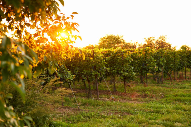 istock Evening view of vineyards with sun in the background 1127947337
