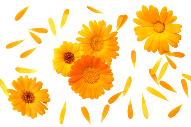 marigold flowers with petals isolated on white background. calendula flower. top view marigold flowers with petals isolated on white background. calendula flower. top view pot marigold stock pictures, royalty-free photos & images