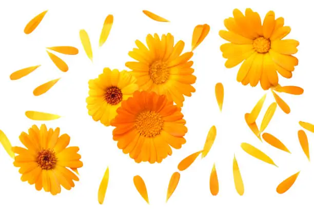 marigold flowers with petals isolated on white background. calendula flower. top view