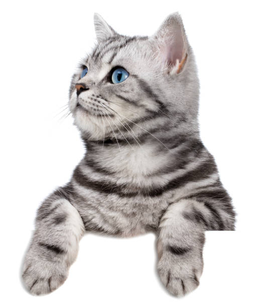 istock Pretty cat (british shorthair) over a white banner 1127947999