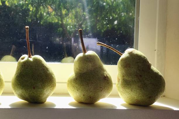 istock Close Up of 3 Pears on the Window Sill 1127948214