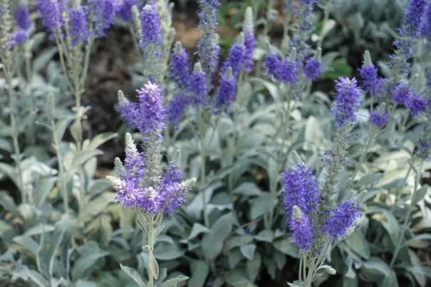 Close view of violet flowering spikes of Veronica incana