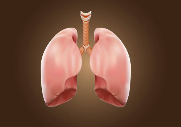 ilustrações, clipart, desenhos animados e ícones de pulmão forte autópsia médico conceito, visualização 3d. - inhaling human lung problems anatomy