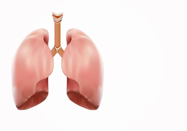 ilustrações, clipart, desenhos animados e ícones de pulmão forte autópsia médico conceito, visualização 3d. - inhaling human lung problems anatomy