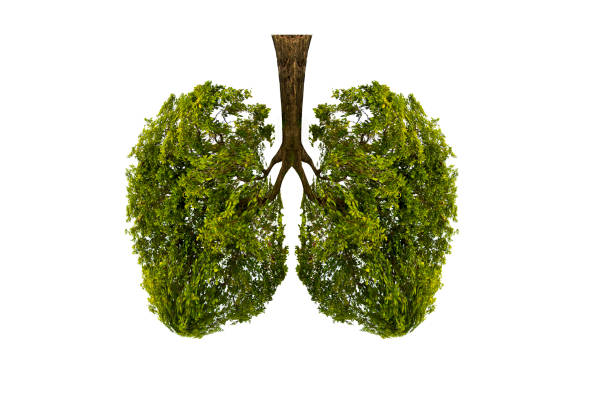 istock Lung green tree-shaped images, medical concepts, autopsy, 3D display and animals as an element 1127950767