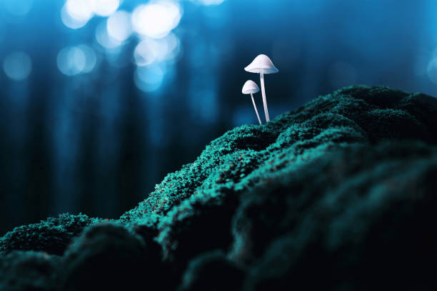 마법의 버섯 - moss fungus macro toadstool 뉴스 사진 이미지