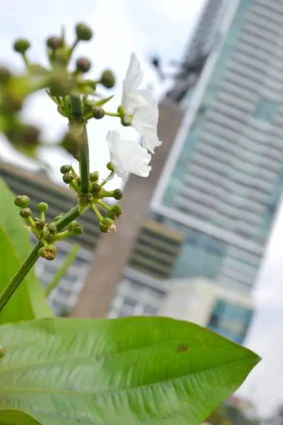 White flower with leaf between building on center of city with blur background