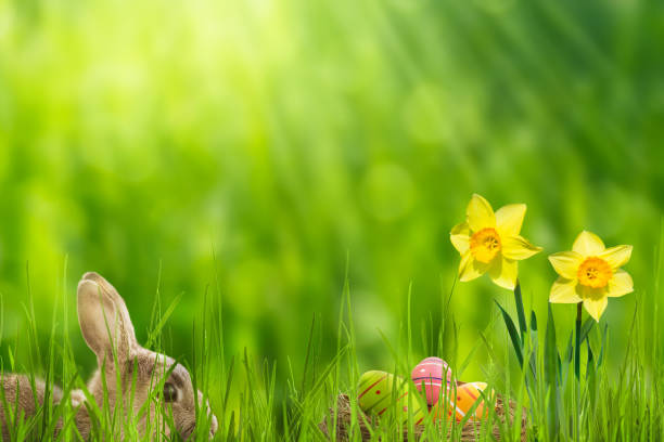 conejito de pascua en el paisaje idílico de la primavera - yellow easter daffodil religious celebration fotografías e imágenes de stock