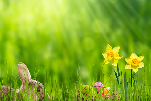 easter bunny in idyllic springtime landscape