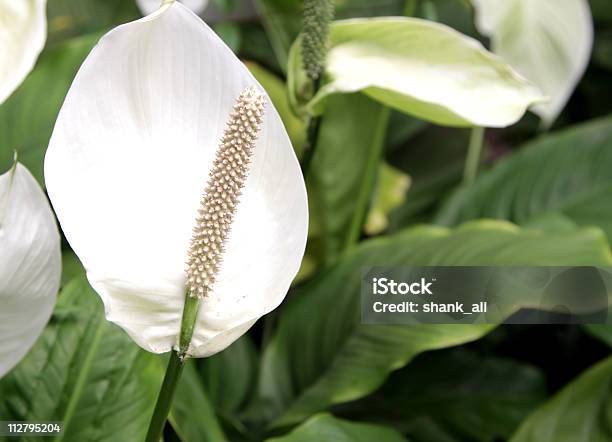 Foto de Lírio Da Paz e mais fotos de stock de Arbusto - Arbusto, Beleza  natural - Natureza, Branco - iStock
