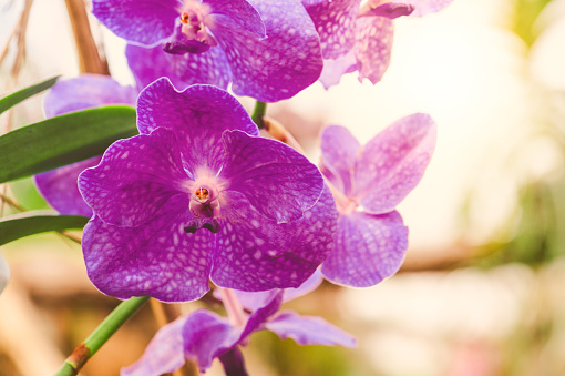 Purple vanda orchid XXL