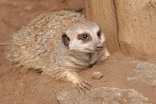 istock close up of a meerkat 112795281