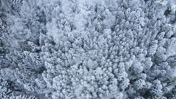 istock snow covered trees in winter forest landscape. aerial 1127954411