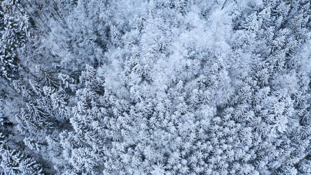 istock snow covered trees in winter forest landscape. aerial 1127954413