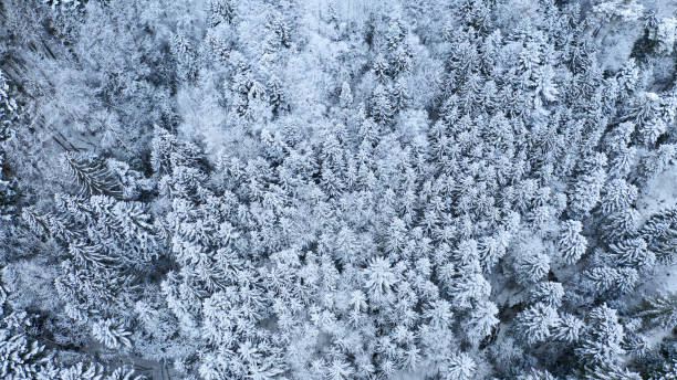 istock snow covered trees in winter forest landscape. aerial 1127954414