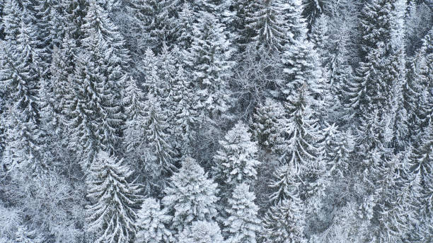 istock snow covered trees in winter forest landscape. aerial 1127954416