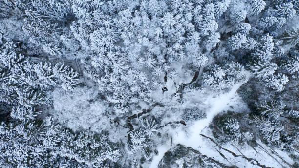istock snow covered trees in winter forest landscape. aerial 1127954422