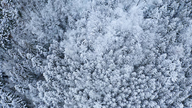 istock snow covered trees in winter forest landscape. aerial 1127954424