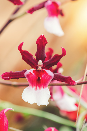 Red Cambria orchid