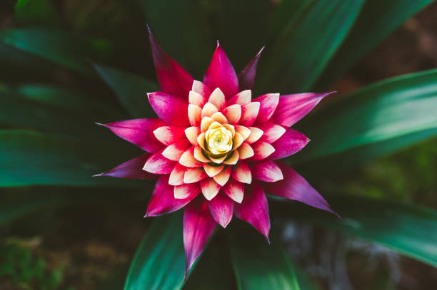 linda flor de bromélia guzmania rosa - bromelia - fotografias e filmes do acervo