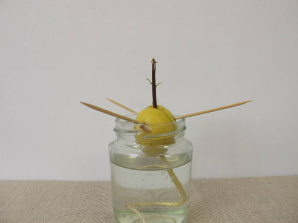 Avocado seed with young avocado sprout and root in jar Avocado seed with young avocado sprout and root in jar - Avocadosamen mit jungem Avodaco Schössling und Wurzel im Glas baumwurzel stock pictures, royalty-free photos & images