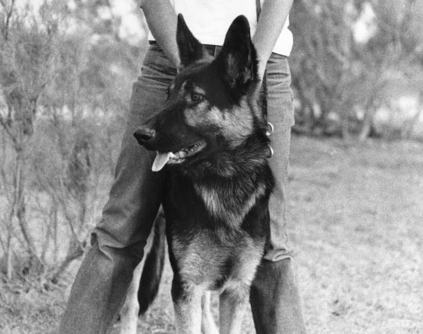 istock Young woman with german sheperd in 1970 1127955808
