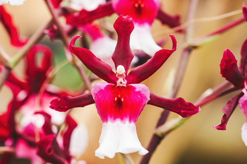 Red Cambria orchid