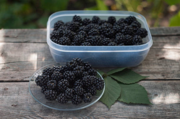 istock blackberry in plastic container on wooden table in garden 1127956090