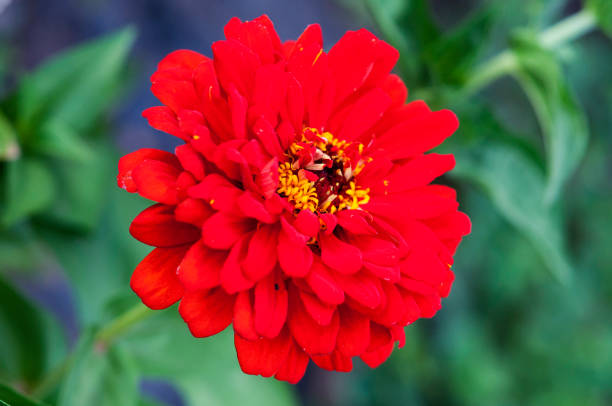 istock fluffy red zinnia blooming outdoor 1127956637