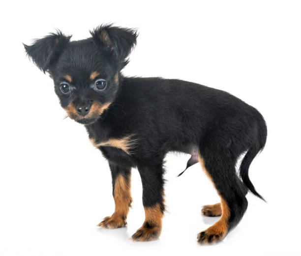 istock puppy Russkiy Toy 1127956832