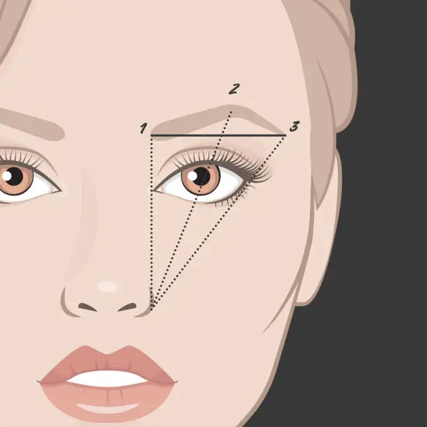 Vector illustration of Vector illustration of woman face and eyebrow mapping