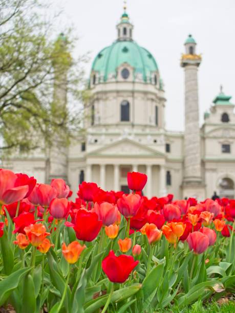 vista della chiesa di karlskirche su karlsplatz con tulipani rossi in primo piano a vienna - karlsplatz foto e immagini stock