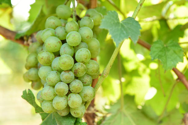 istock Vine and bunch of white grapes 1127958110