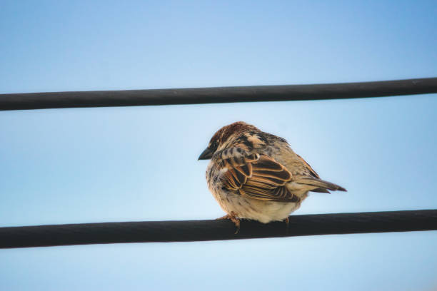 istock European house sparrow sitting on a wire 1127958259