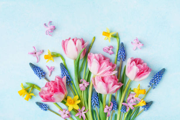 bouquet di bellissimi fiori primaverili sulla vista dall'alto del tavolo blu pastello. biglietto d'auguri per la giornata internazionale della donna. - composizione di fiori foto e immagini stock