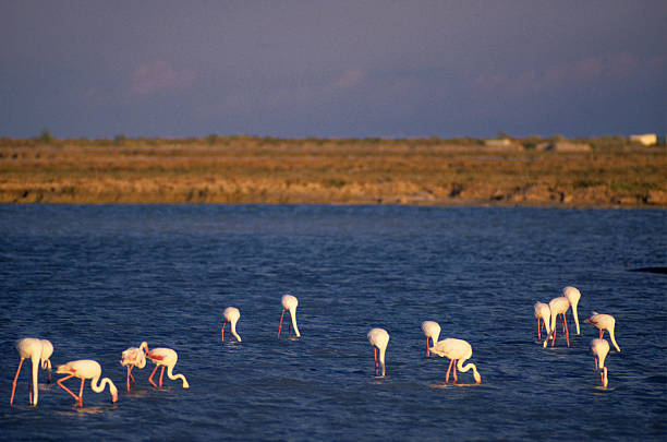 flamingoes stock photo