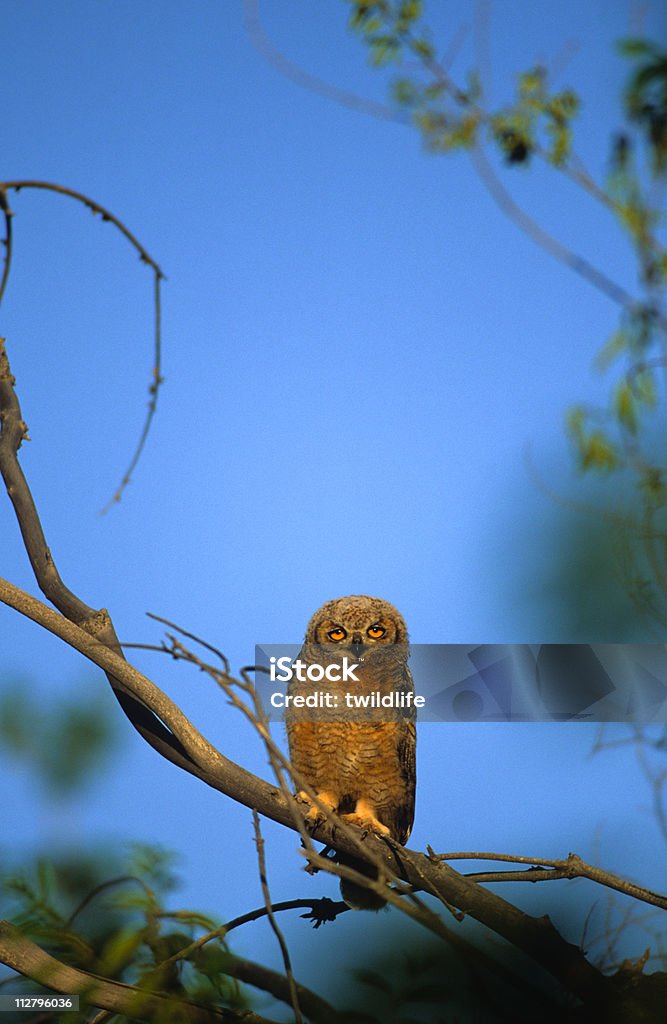 Young búho tecolote - Foto de stock de Animal libre de derechos