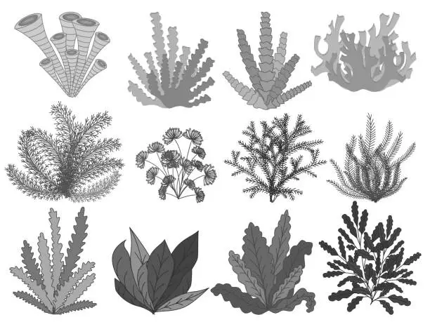 Vector illustration of Collection of marine plants,