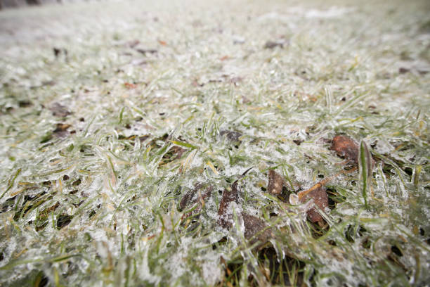 istock Frozen ground and vegetation during winter after freezing rain 1127960813