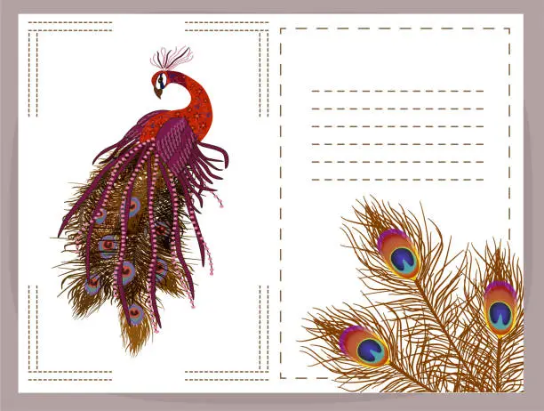 Vector illustration of Beautiful  background peacock and feathers  with space for text.