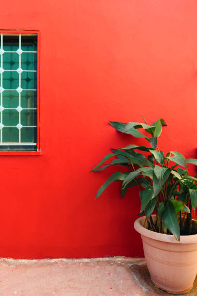 Plant placed  on the background of red wall