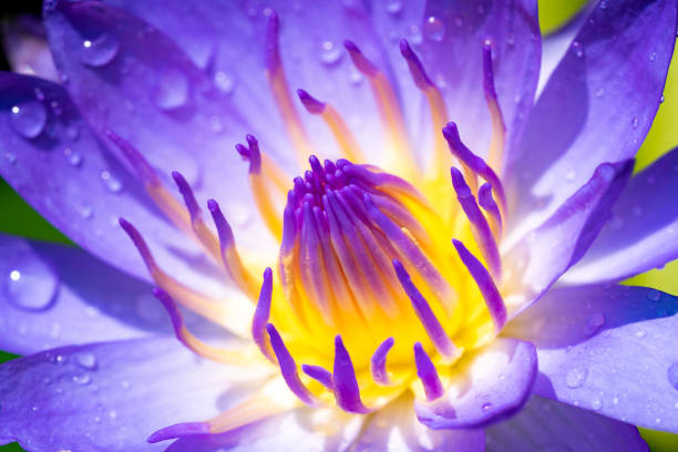 istock Yellow and Purple lotus pollen 1127962670