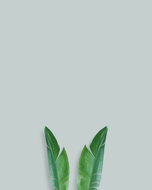 istock Banana leaves looking like bunny ears, conceptual minimal studio image with space for text. Spring creative background, top view. 1127962684